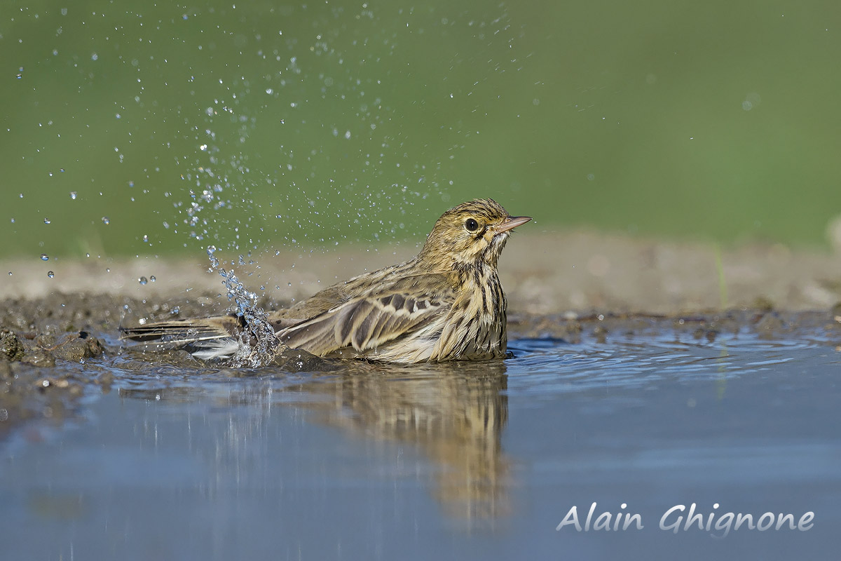 prispolone alla pozza dei miracoli...
